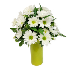 Dollop of Daisies from Flowers by Ramon of Lawton, OK